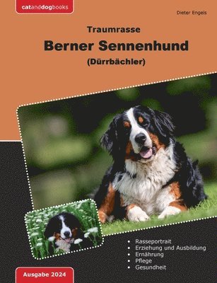 Traumrasse Berner Sennenhund 1