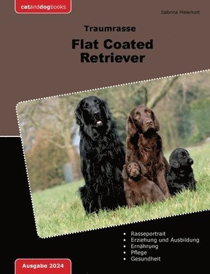 Traumrasse Flat Coated Retriever 1