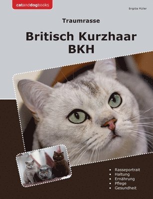 Traumrasse Britisch Kurzhaar 1