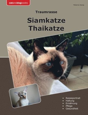 Traumrasse Siamkatze 1