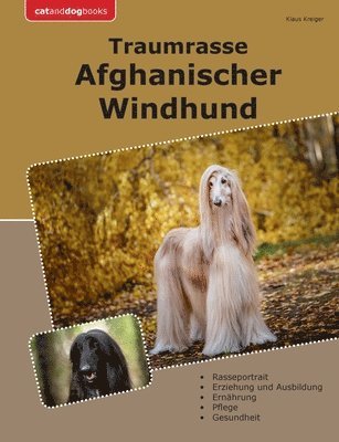 Traumrasse Afghanischer Windhund 1