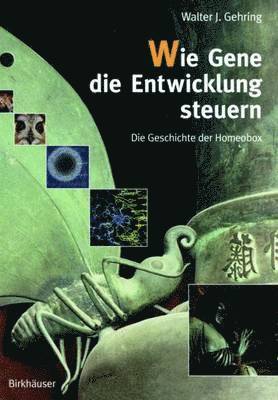 Wie Gene die Entwicklung steuern 1