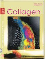 Aufbaukurs Collagen 1