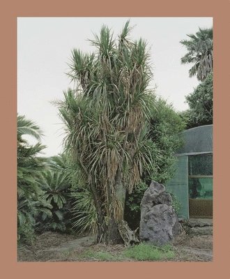 bokomslag Oksun Kim: Jeju Island