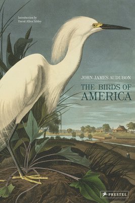 The Birds of America 1