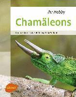 Chamäleons 1