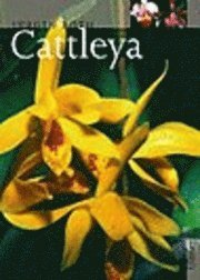 bokomslag Cattleya