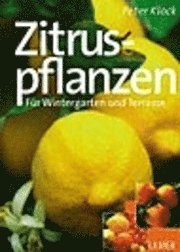 Zitruspflanzen 1