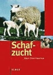 Schafzucht 1