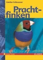 Prachtfinken 1