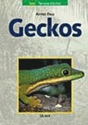 bokomslag Geckos