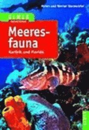 bokomslag Meeresfauna Karibik und Florida