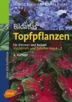 bokomslag Bildatlas Topfpflanzen für Zimmer und Balkon