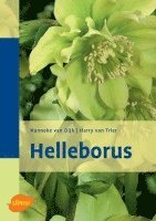 bokomslag Helleborus