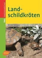 bokomslag Landschildkröten