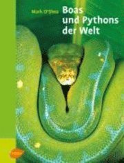 bokomslag Boas und Pythons der Welt
