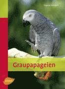 Graupapageien 1