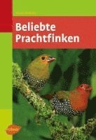 Beliebte Prachtfinken 1