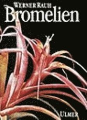 Bromelien 1