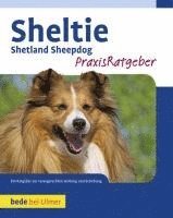 bokomslag Sheltie