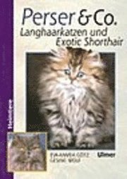 bokomslag Perser und Co. Langhaarkatzen und Exotic Shorthair