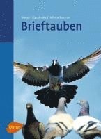 Brieftauben 1