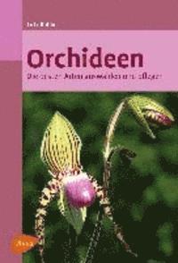 bokomslag Orchideen