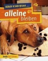 bokomslag Jeder Hund kann alleine bleiben