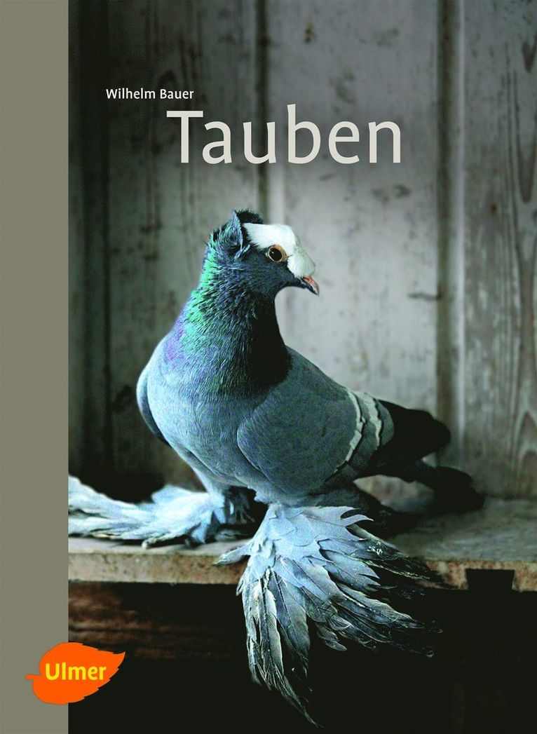 Tauben 1