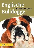 Englische Bulldogge 1