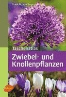 bokomslag Taschenatlas Zwiebel- und Knollenpflanzen