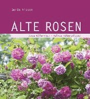 bokomslag Alte Rosen