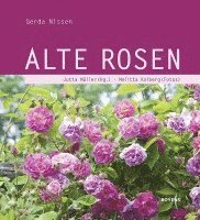 Alte Rosen 1