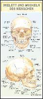 bokomslag Skelett und Muskeln des Menschen. Leporello-Klappkarte,