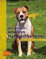 Mein gesunder American Staffordshire Terrier 1