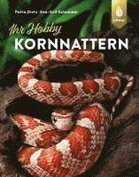 bokomslag Kornnattern