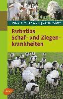 bokomslag Farbatlas Schaf- und Ziegenkrankheiten