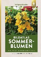 bokomslag Bildatlas Sommerblumen