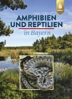 bokomslag Amphibien und Reptilien in Bayern