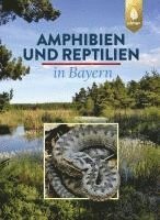 bokomslag Amphibien und Reptilien in Bayern