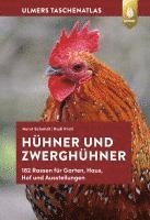 bokomslag Taschenatlas Hühner und Zwerghühner