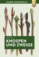 Bernd Schulz - Knospen und Zweige, Häftad