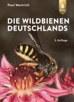 bokomslag Die Wildbienen Deutschlands