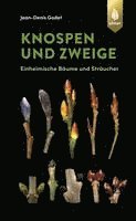 bokomslag Knospen und Zweige