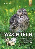 Wachteln 1