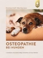 bokomslag Osteopathie bei Hunden