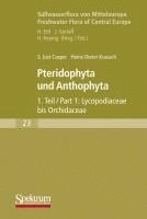bokomslag Süßwasserflora Von Mitteleuropa: Pteridophyta Und Anthophyta Teil 1
