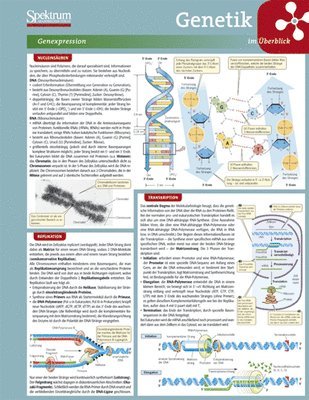 Lerntafel: Genetik Im Uberblick 1