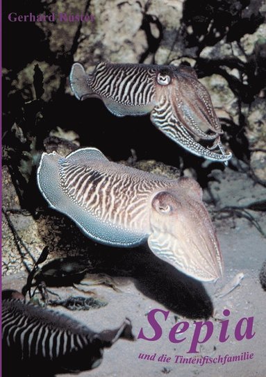 bokomslag Sepia und die Tintenfischfamilie