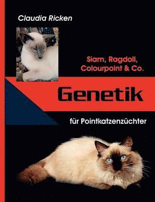 Genetik fr Pointkatzenzchter 1